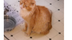 Lost Pet: MR. HAROLD