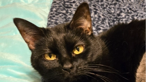 Lost Pet: Roxii
