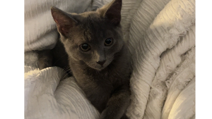 Lost Pet: Stormy