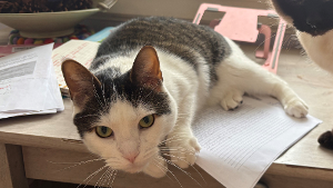 Lost Pet: Huey