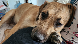 Lost Pet: Chyna