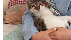 Lost Pet: Manu