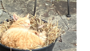 Lost Pet: Pebbles