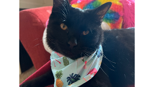 Lost Pet: Fortune Teller