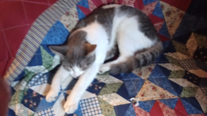Lost Pet: Precious