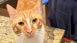 Lost Pet: Cheeto