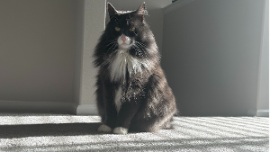 Lost Pet: Max