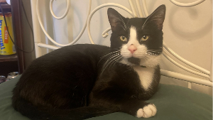 Lost Pet: Figaro