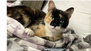 Lost Pet: Wackadoodle