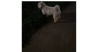 Lost Pet: HONY