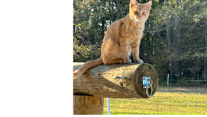 Lost Pet: Reese