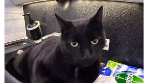 Lost Pet: Max