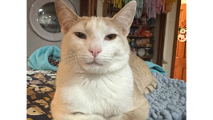 Lost Pet: Sgt. Tibbs