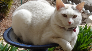 Lost Pet: Bridgette