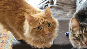 Lost Pet: Spanky
