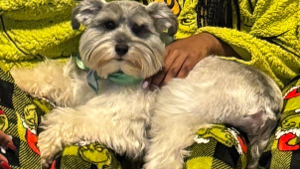 Lost Pet: PeaPea