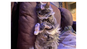 Lost Pet: Gracie