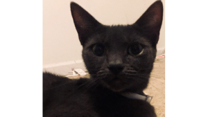 Lost Pet: Annabelle