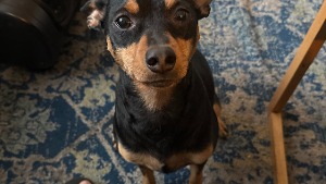 Lost Pet: Bubbz