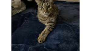 Lost Pet: Arlo