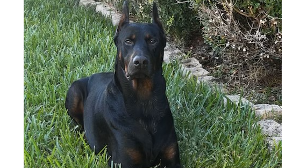 Lost Pet: Maverick