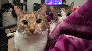 Lost Pet: Chili