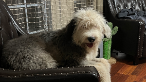 Lost Pet: Benji