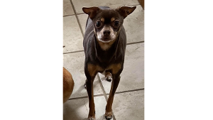 Lost Pet: Carlos