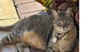 Lost Pet: Nami