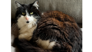 Lost Pet: Luna