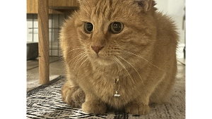 Lost Pet: Ginger