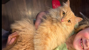 Lost Pet: Harper