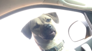 Lost Pet: Nova