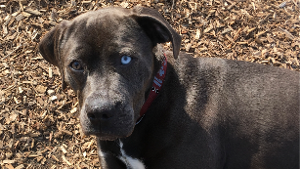 Lost Pet: Drogo