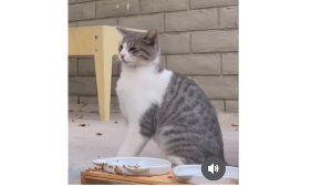 Lost Pet: Aharen