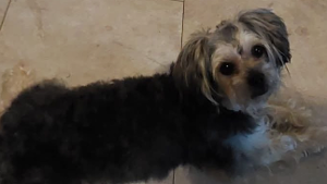 Lost Pet: Melo