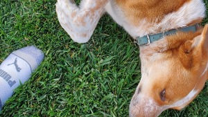 Lost Pet: Henry