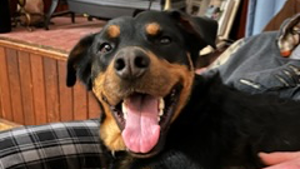 Lost Pet: Ozzy