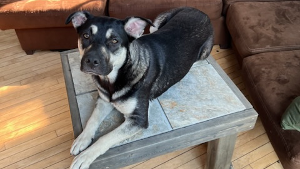 Lost Pet: Annie
