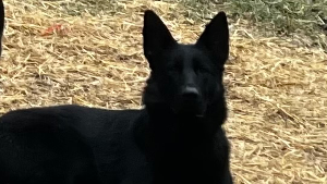 Lost Pet: Misty Smith
