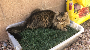 Lost Pet: Oliver