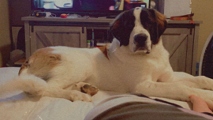 Lost Pet: Aurora