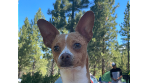 Lost Pet: Loki