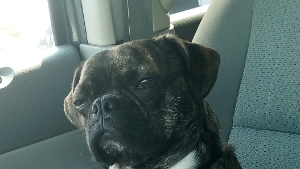 Lost Pet: Bruizer