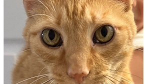 Lost Pet: Mozzie