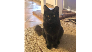 Lost Pet: Onyx