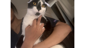 Lost Pet: Myla