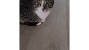 Lost Pet: Apollo (08/09/24)