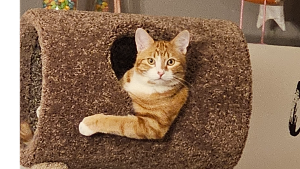 Lost Pet: Koda