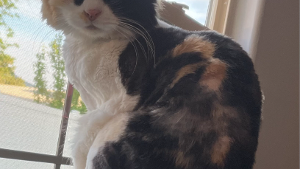 Lost Pet: Sura